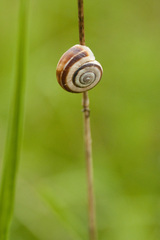 Xerolenta obvia