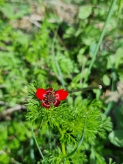Adonis annua
