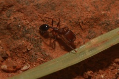 Trichomyrmex