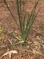 Haemodorum coccineum