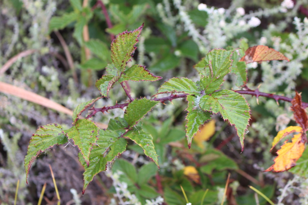 vigorous-bramble-from-kenilworth-cape-town-7708-south-africa-on