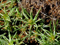 Ifloga glomerata