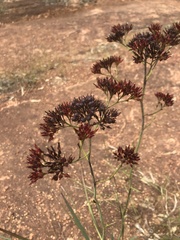 Haemodorum coccineum