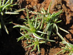 Ifloga glomerata