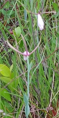 Cleistesiopsis divaricata