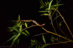 Lampropeltis elapsoides