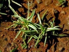 Ifloga glomerata