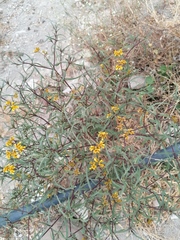 Flaveria ramosissima