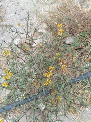 Flaveria ramosissima