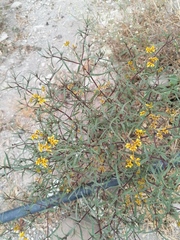 Flaveria ramosissima