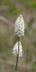 Stenanthium densum