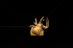 Cyrtarachne inaequalis