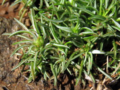 Ifloga glomerata