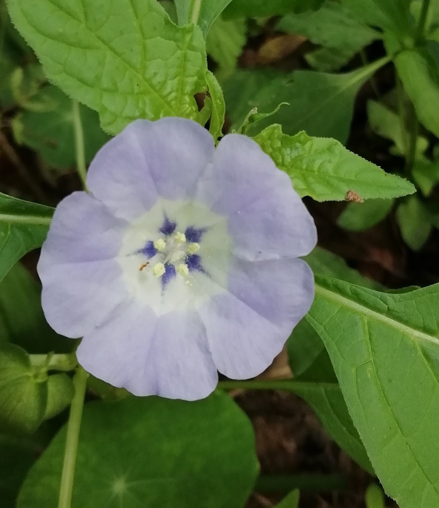 appleofPeru from Palmiet Nature Reserve, Dawncrest, Westville, 3629