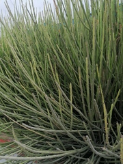 Euphorbia rossiana