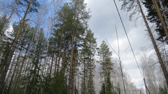 Pinus sylvestris