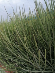 Euphorbia rossiana