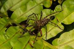 Heteropoda simplex