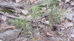 Pinus sylvestris