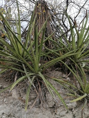 Agave karwinskii