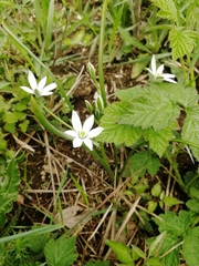 Ornithogalum orthophyllum