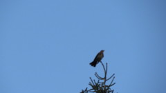 Turdus pilaris