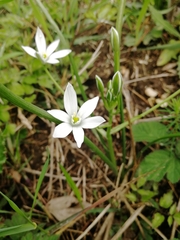 Ornithogalum orthophyllum