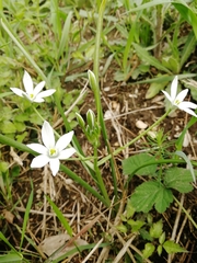 Ornithogalum orthophyllum