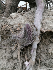 Lemaireocereus hollianus