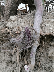 Lemaireocereus hollianus