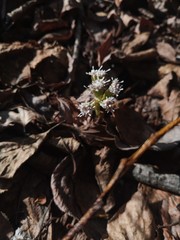 Petasites rubellus