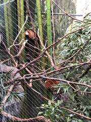 Varecia rubra