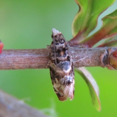 Lobesia botrana