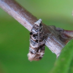 Lobesia botrana