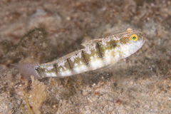 Amblygobius sphynx