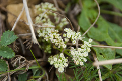 Trinia glauca