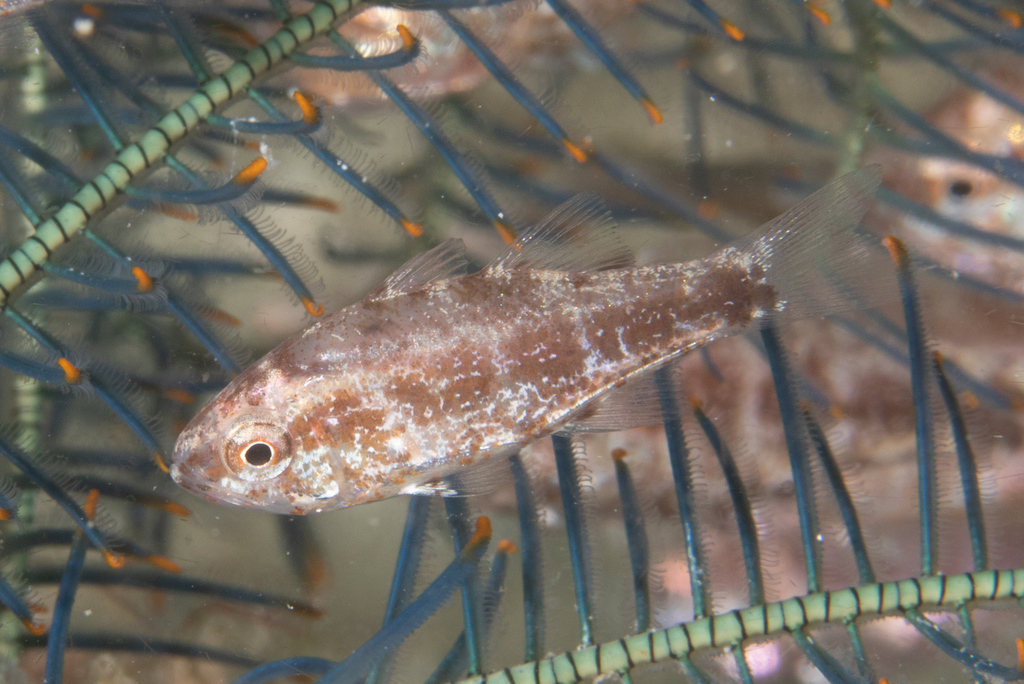 Elongate Siphonfish