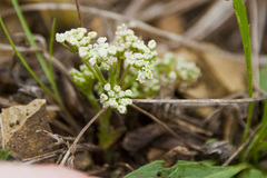 Trinia glauca