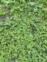 Anthriscus sylvestris