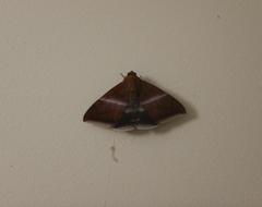 Parallelia correctata