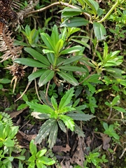 Lysionotus pauciflorus