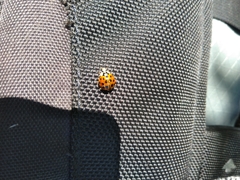 Harmonia axyridis