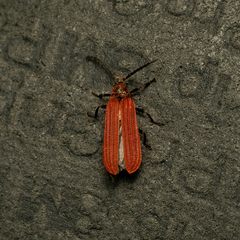 Dictyoptera aurora