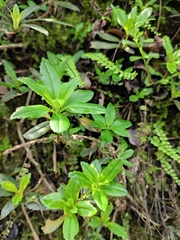 Lysionotus pauciflorus