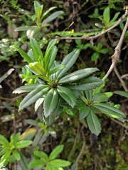 Lysionotus pauciflorus