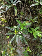 Lysionotus pauciflorus