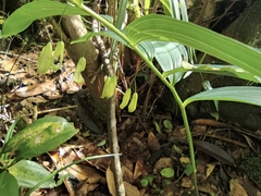 Polygonatum cyrtonema