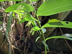 Polygonatum cyrtonema