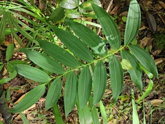 Polygonatum cyrtonema