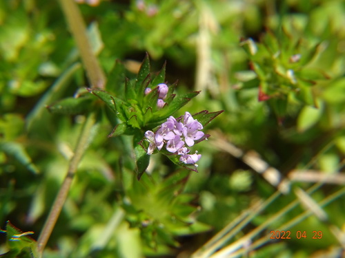 drapuľa roľná (Sherardia arvensis)